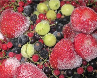 Megfelelő Freeze bogyók a téli