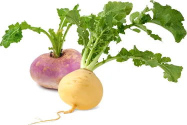 A megfelelő táplálkozás allergia