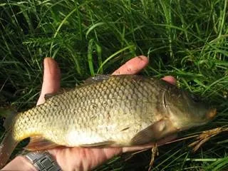 A tó az ország tenyésztési halak, hogyan kell csinálni, a tó méretét, használati videó