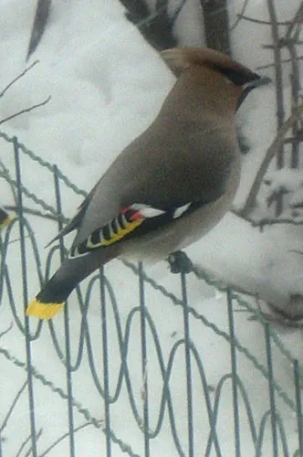 Madarak waxwings, azok leírását, az élelmiszer; részeg waxwings