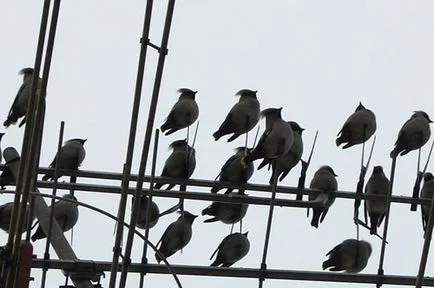Madarak waxwings, azok leírását, az élelmiszer; részeg waxwings