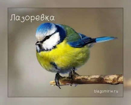 Tit madár képek nevei