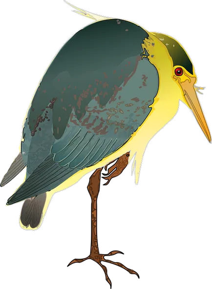 Bird angol - Bird nevű angol fordítással