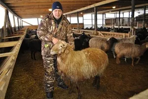 Juh otthon főleg a tartalom a juhok és kecskék személyi leányvállalata