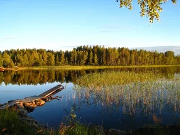 Növények mocsarak 1