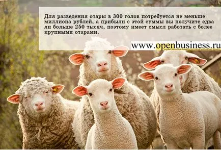Juh és kecske - 25% -os hozam (juh) Juh és kecske - a jövedelmezőség 25%