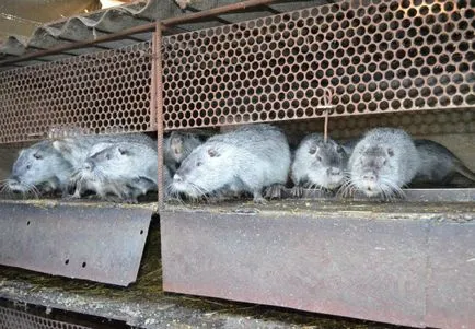 Stud nutria tartalomban otthon (hígítás) Tenyésztési nutria, és a tartalom otthon