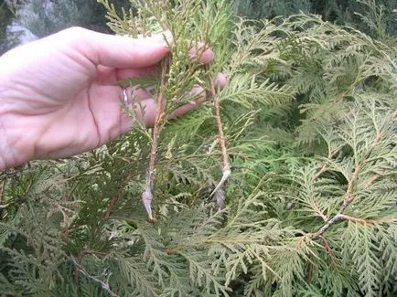 A szaporodási arborvitae dugványok, magvak, ágak itthon