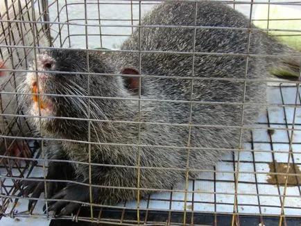 Stud nutria tartalomban otthon (nutria) Tenyésztési nutria, és a tartalom otthon