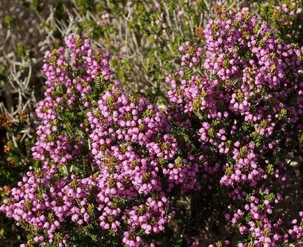 Plant Erica leírás, reprodukciós módszerek, és jellemzői a termesztés ellátás (növény) Plant Erica leírás, termesztési módszerekkel, termesztés és karbantartási funkciók