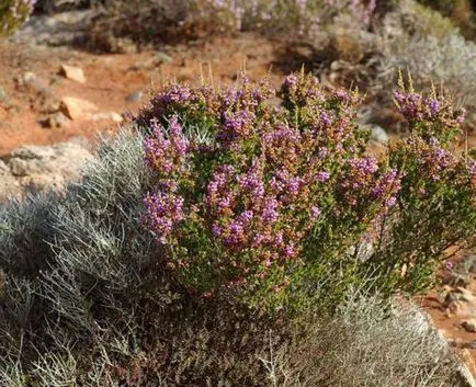 Plant Erica leírás, reprodukciós módszerek, és jellemzői a termesztés ellátás (növény) Plant Erica leírás, termesztési módszerekkel, termesztés és karbantartási funkciók