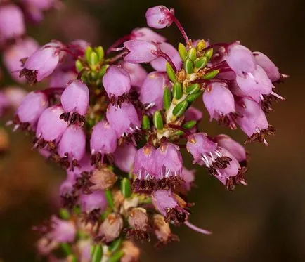 Plant Erica leírás, termesztési módszerekkel, termesztés és karbantartási szolgáltatások (ellátás) Plant Erica leírás, termesztési módszerekkel, termesztés és karbantartási funkciók