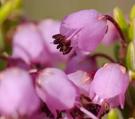Plant Erica leírás, reprodukciós módszerek, és jellemzői a termesztés ellátás (Erica) Plant Erica leírás, termesztési módszerekkel, termesztés és karbantartási funkciók
