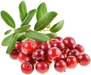 Receptek mentességet a vörös áfonya (recept áfonya immunitás) Cranberry receptek immunitás