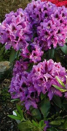 Rhododendron fajok, fajták (faj) Rhododendron fajok, fajták