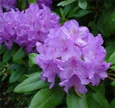 Rhododendron fajok, fajták (faj) Rhododendron fajok, fajták