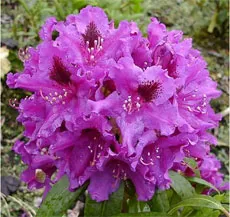 Rhododendron fajok, fajták (faj levelei) Rhododendron fajok, fajták