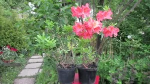 Rododendron karbantartása, telepítése és termesztése szabadföldön, reprodukció az otthoni