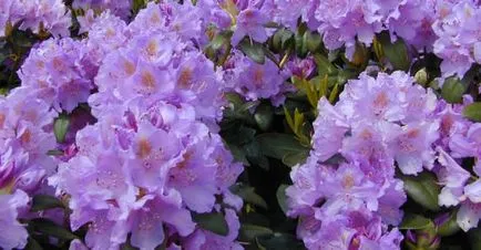 Rhododendron fajok, fajták (faj) Rhododendron fajok, fajták