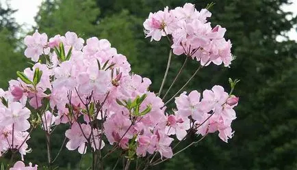 Rododendron karbantartása, telepítése és termesztése szabadföldön, reprodukció az otthoni