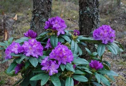 Rhododendron fajok, fajták (faj levelei) Rhododendron fajok, fajták