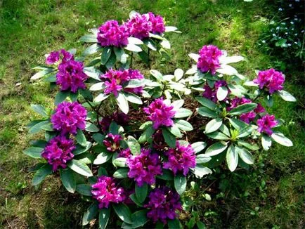 Rhododendron fajok, fajták (faj) Rhododendron fajok, fajták