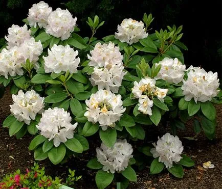 Rhododendron fajok, fajták (fajták) Rhododendron fajok, fajták
