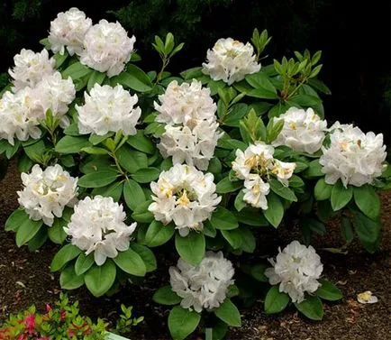 Rhododendron fajok, fajták (fajták) Rhododendron fajok, fajták