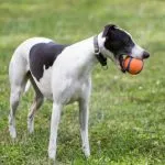Orosz Borzoi fajta leírás, fényképek, karakter, ellátás