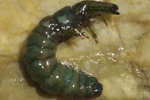 Trichoptera és lárvák leírása és élőhely, tenyésztés rovarok és használja a halakban (lárvák) Caddis lárva és leírását és élőhely, szaporítás és felhasználás a rovarok halakban