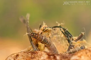 Trichoptera és lárvák leírása és élőhely, tenyésztés rovarok és használja a halakban (közepes) Caddis lárva és leírását és élőhely, szaporítás és felhasználás a rovarok halakban