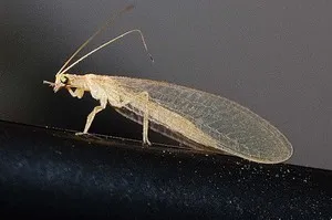Trichoptera és lárvák leírása és élőhely, tenyésztés rovarok és használja a halakban (élőhely) Caddis lárva és leírását és élőhely, szaporítás és felhasználás a rovarok halakban