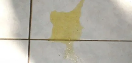 Hányás macskának nem adnak egy macska otthon (akaratlan öklendezés fojtó) Hányás macskának nem adnak egy macska otthon