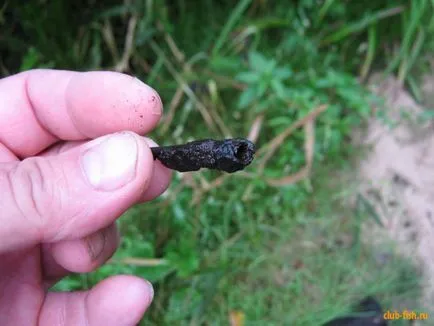 Trichoptera és lárvák leírása és élőhely, tenyésztés rovarok és használja a halakban (közepes) Caddis lárva és leírását és élőhely, szaporítás és felhasználás a rovarok halakban