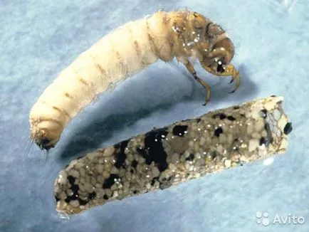 Trichoptera és lárvák leírása és élőhely, tenyésztés rovarok és használja a halakban (élőhely) Caddis lárva és leírását és élőhely, szaporítás és felhasználás a rovarok halakban
