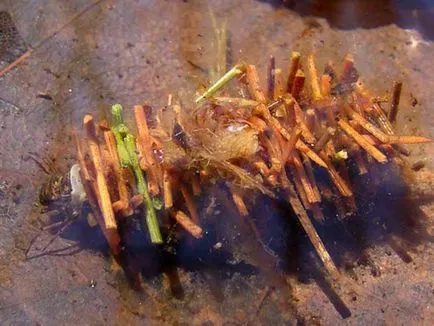 Trichoptera és lárvák leírása és élőhely, tenyésztés rovarok és használja a halakban (lárvák) Caddis lárva és leírását és élőhely, szaporítás és felhasználás a rovarok halakban