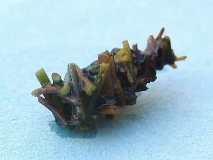 Caddis lárva és leírását és élőhely, szaporítás és felhasználás a rovarok a halakban (caddis lárva fotó) Caddis lárva és leírását és élőhely, szaporítás és felhasználás a rovarok halakban