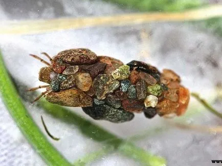 Caddis lárva és leírását és élőhely, szaporítás és felhasználás a rovarok a halakban (caddis lárva fotó) Caddis lárva és leírását és élőhely, szaporítás és felhasználás a rovarok halakban