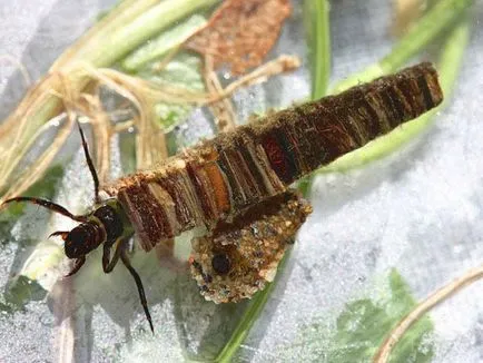 Trichoptera és lárvák leírása és élőhely, tenyésztés rovarok és használja a halakban (lárvák) Caddis lárva és leírását és élőhely, szaporítás és felhasználás a rovarok halakban