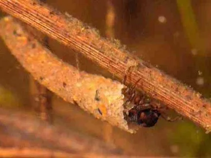 Trichoptera és lárvák leírása és élőhely, tenyésztés rovarok és használja a halakban (élőhely) Caddis lárva és leírását és élőhely, szaporítás és felhasználás a rovarok halakban