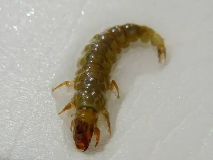 Trichoptera és lárvák leírása és élőhely, tenyésztés rovarok és használja a halakban (caddis) Caddis lárva és leírását és élőhely, szaporítás és felhasználás a rovarok halakban