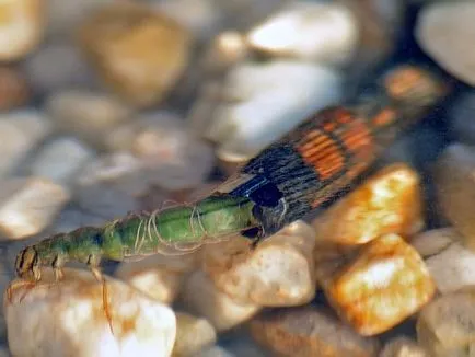 Trichoptera és lárvák leírása és élőhely, tenyésztés rovarok és használja a halakban (lárvák) Caddis lárva és leírását és élőhely, szaporítás és felhasználás a rovarok halakban