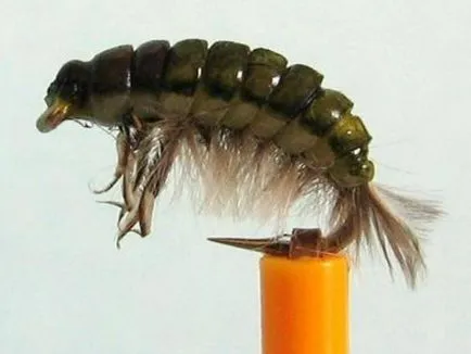 Trichoptera és lárvák leírása és élőhely, tenyésztés rovarok és használja a halakban (caddis) Caddis lárva és leírását és élőhely, szaporítás és felhasználás a rovarok halakban