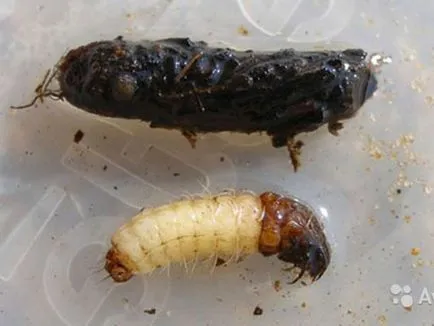 Trichoptera és lárvák leírása és élőhely, tenyésztés rovarok és használja a halakban (lárvák) Caddis lárva és leírását és élőhely, szaporítás és felhasználás a rovarok halakban