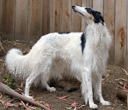 Orosz Borzoi fajta leírás, fényképek, karakter, ellátás