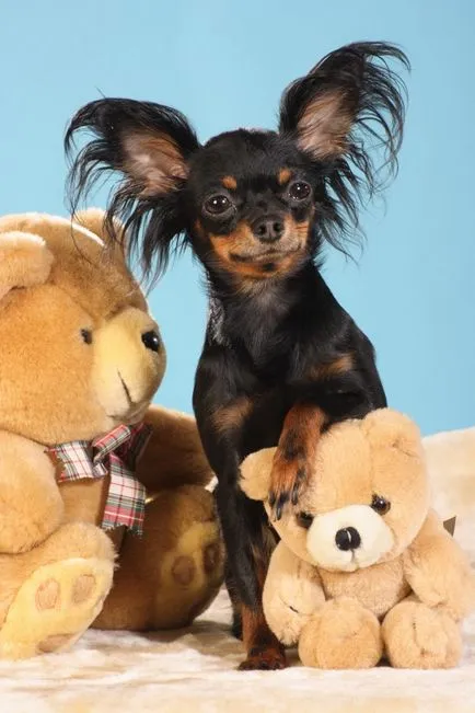 Magyar rövidszőrű játék terrier - a legkisebb terrierek