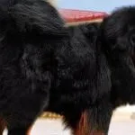 A legdrágább kutya a világon (50 kép) Tibeti Masztiff, egy régi fajta mit, mennyit, milyen (drága) A legdrágább kutya a világon (50 kép) Tibeti Masztiff, egy régi fajta mit, mennyit, milyen