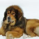 A legdrágább kutya a világon (50 kép) Tibeti Masztiff, egy régi fajta mit, mennyit, milyen (világ) A legdrágább kutya a világon (50 kép) Tibeti Masztiff, egy régi fajta mit, mennyit, milyen