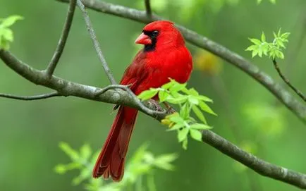 A legfényesebb és pozitív kilátást világ baromfi, pozitív és érdekes hírek