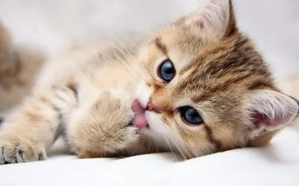 Leglényegesebb cat kiegészítők, amelyhez